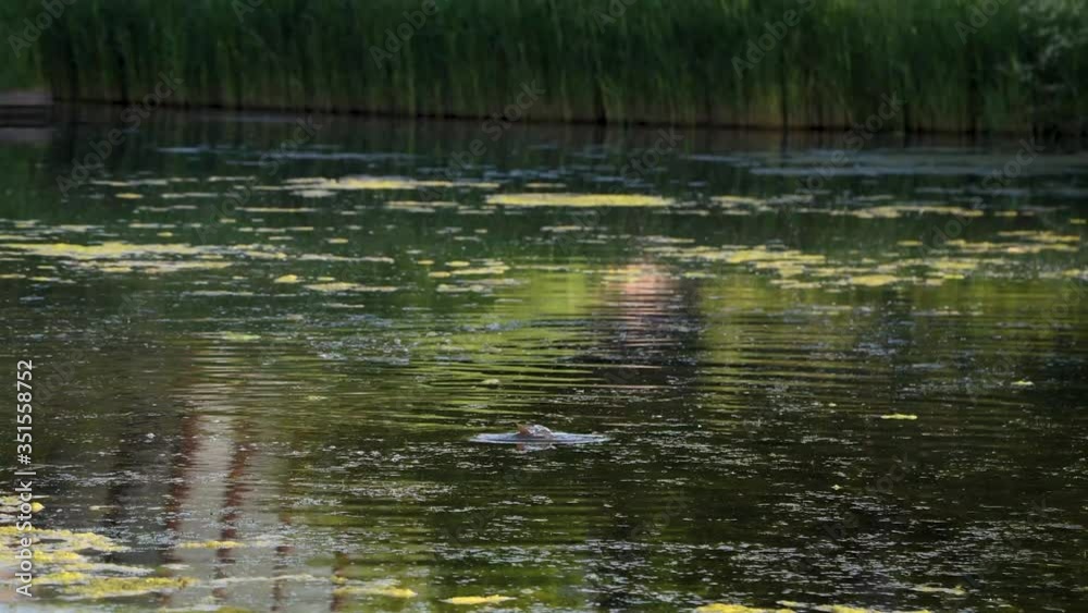 This splashing behavior of common carps is called rolling or spawning This splashing behavior of common carps is called rolling or spawning