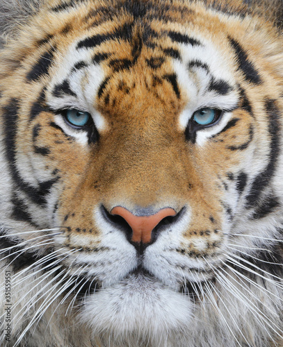 Closeup of an adult bengal tiger with blue eyes
