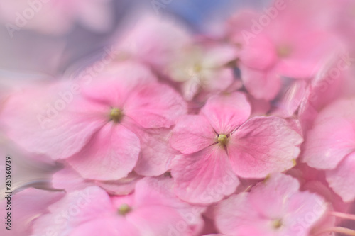 Fototapeta Naklejka Na Ścianę i Meble -  紫陽花２０