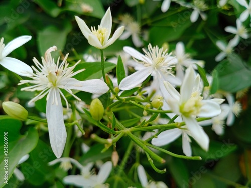 Night jessamine or Cestrum nocturnum, night blooming jasmine, or raatrani