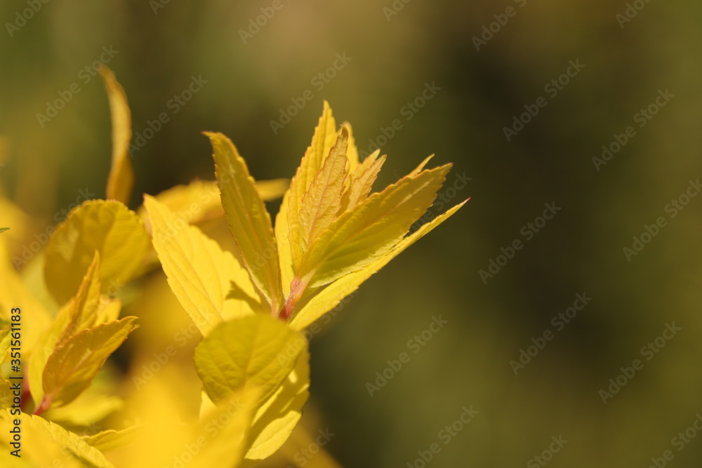 żółte  liście  w  promieniach  słonecznych