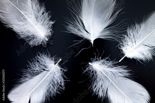 five white little bird feathers lie on a black background
