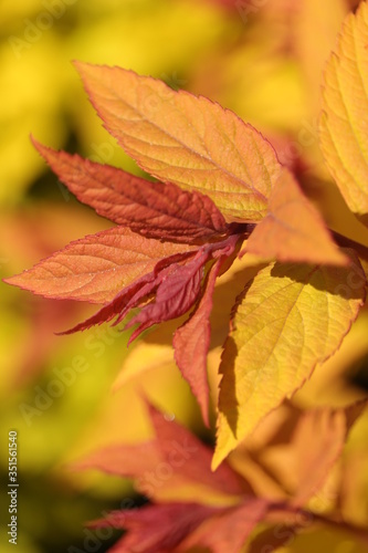 wspaniałe kolory liści w porannym słońcu