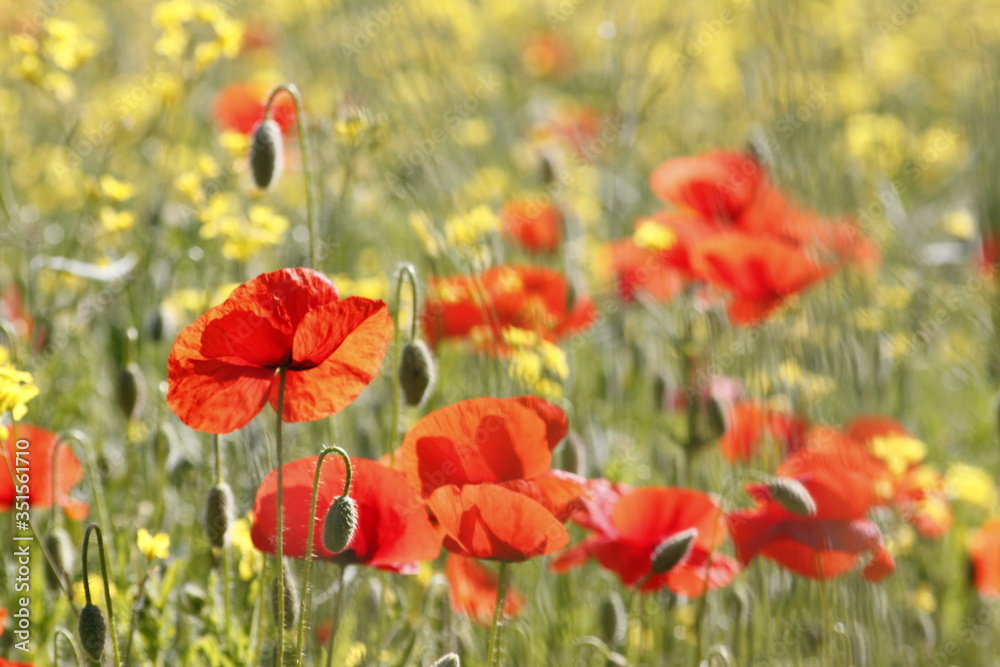 Fototapeta premium Redd poppy flower in a field
