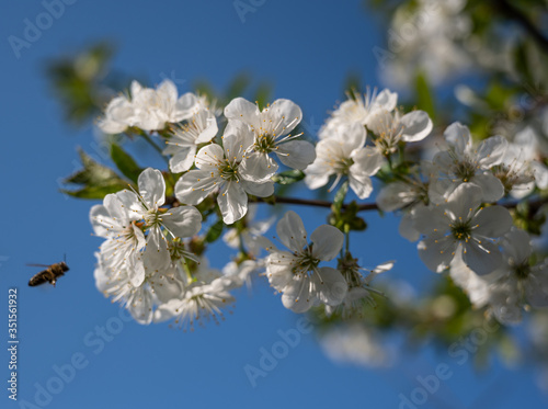 Bee and white cherry flowers