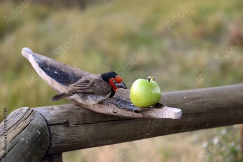 Collared Beard Bird, Botswana Okavango,Halsbandvogel, Botswana Okavango photo