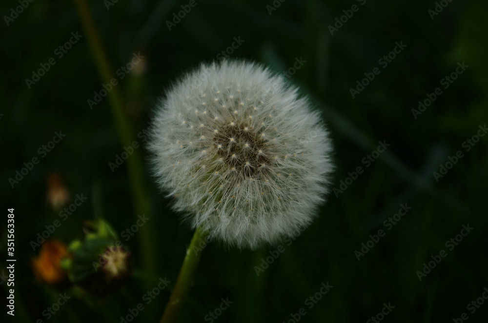 Dandelion. Macro photo. Ripe dandelion seeds. White aerial dandelion umbrellas. Dandelion. Macro photo. Ripe dandelion seeds. White aerial dandelion umbrellas.