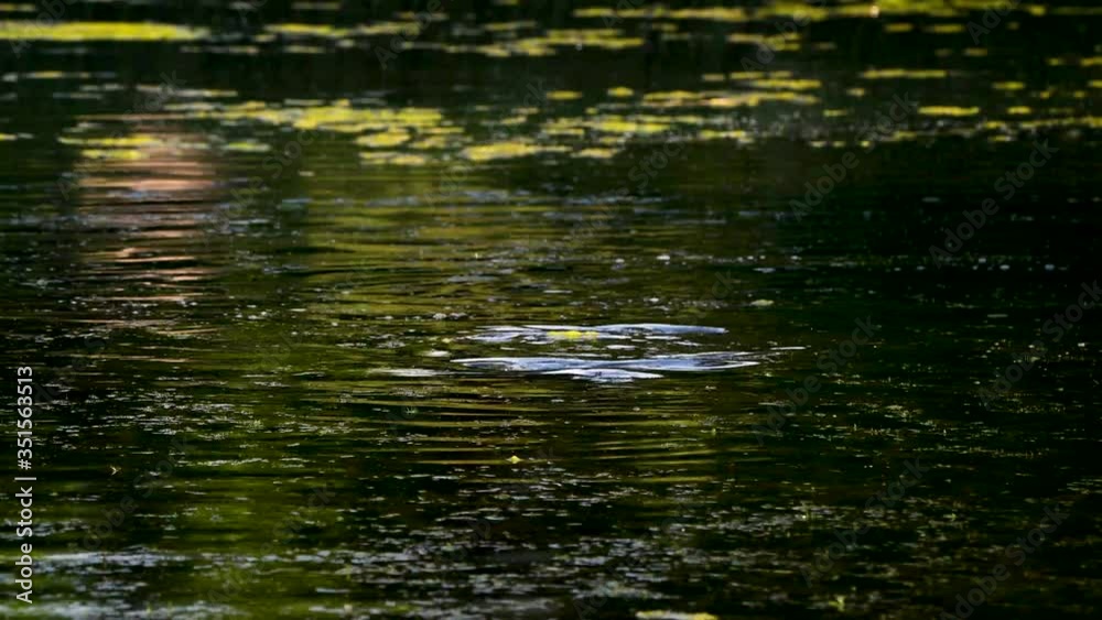 Ripples on the water surface caused by carps splashing and spawning