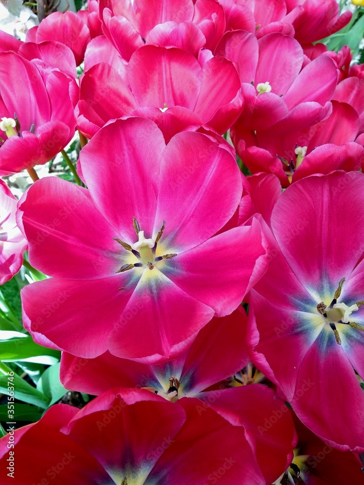 background blooming buds of red tulips in spring sunny day background blooming buds of red tulips in spring sunny day