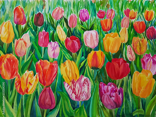 colorful tulip field #351564390