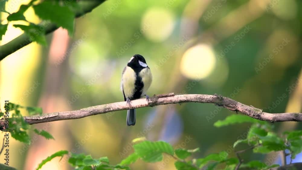 Great tit preening its plumage on a tree branch. With birdsong sounds Great tit preening its plumage on a tree branch. With birdsong sounds