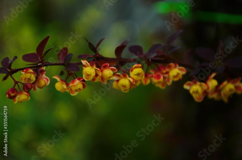 Barberry bush blooms with small yellow flowers