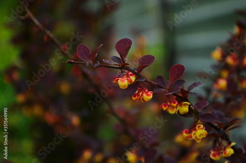 Barberry bush blooms with small yellow flowers © maria