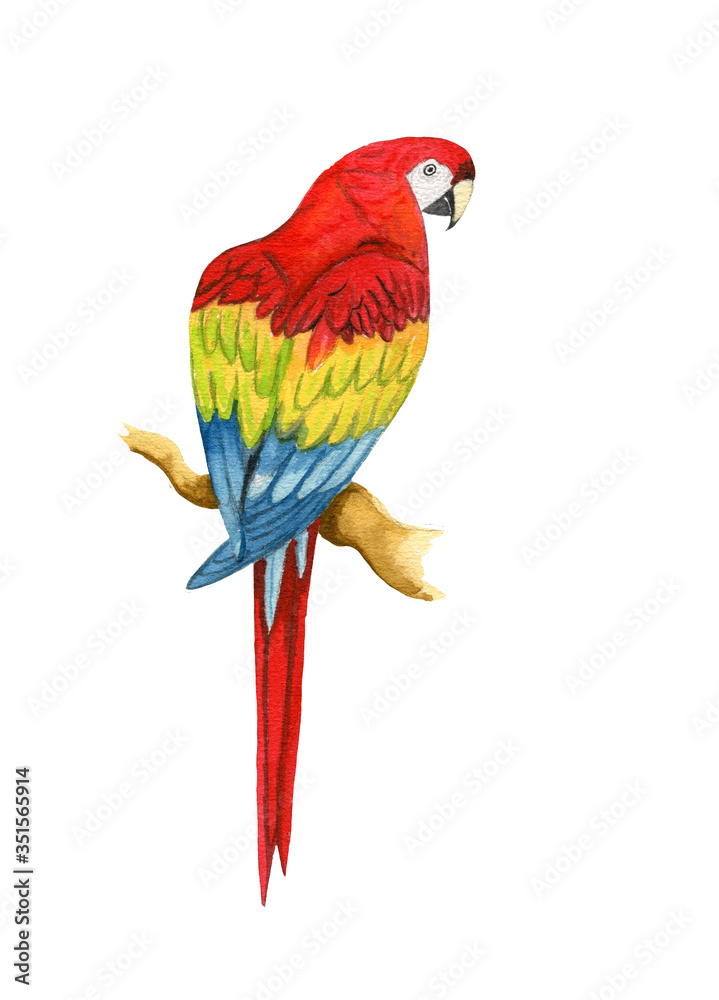 Hand painted watercolor bright red, yellow and blue parrot sitting on the branch isolated on the white background
