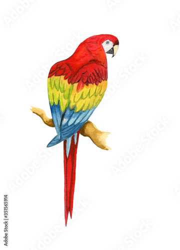 Hand painted watercolor bright red, yellow and blue parrot sitting on the branch isolated on the white background © Nata Bold