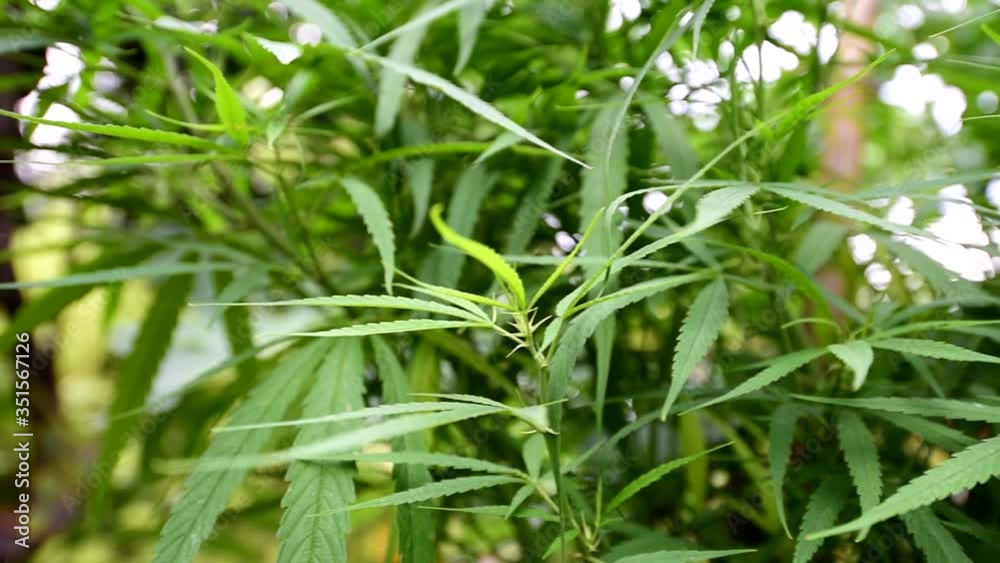 close up pan through a field of marijuana plants close up pan through a field of marijuana plants