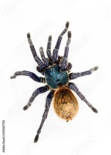 Greenbottle blue Tarantula (Chromatopelma cyaneopubescens).