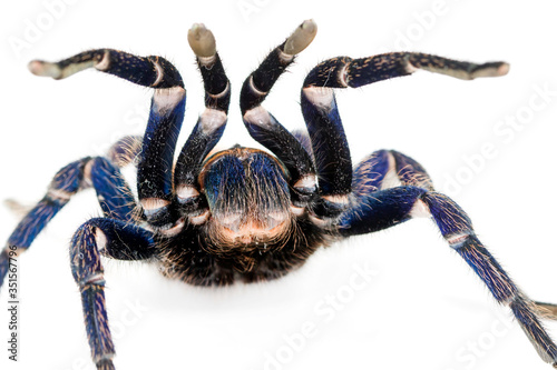 Greenbottle blue Tarantula (Chromatopelma cyaneopubescens). photo