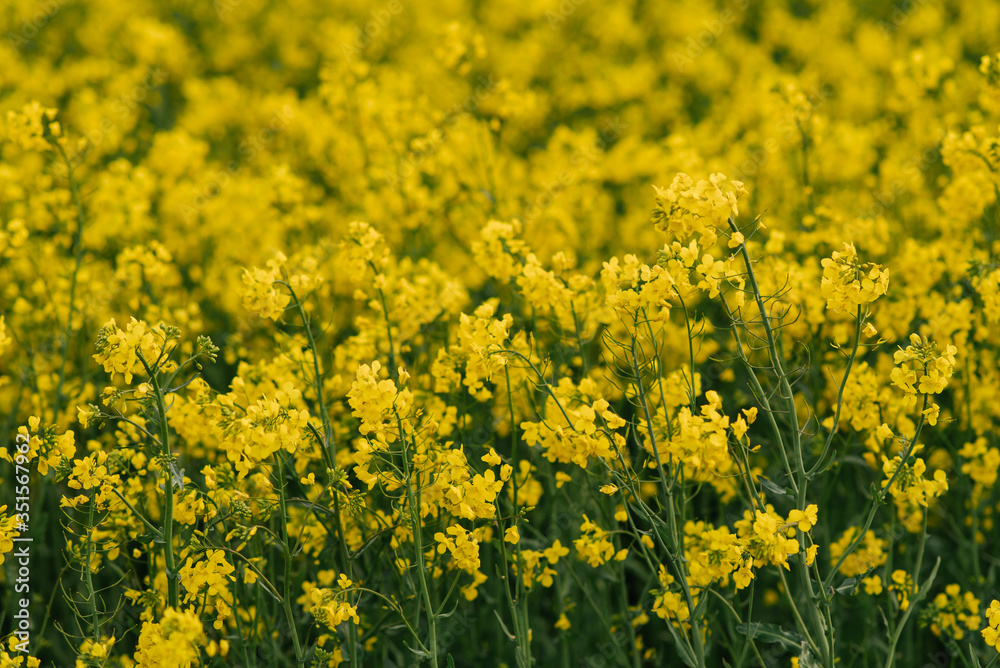 detail of flowering rapeseed field. Rapeseed field. detail of flowering rapeseed field. Rapeseed field.