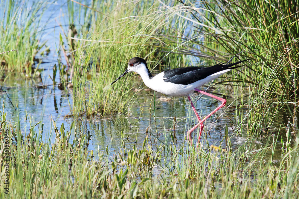 Fototapeta premium Black winged stilt (Himantopus himantopus).