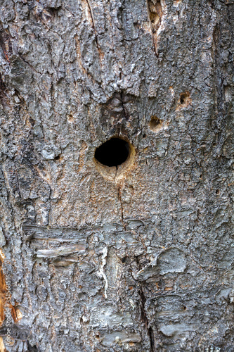 Hollow is made woodpecker