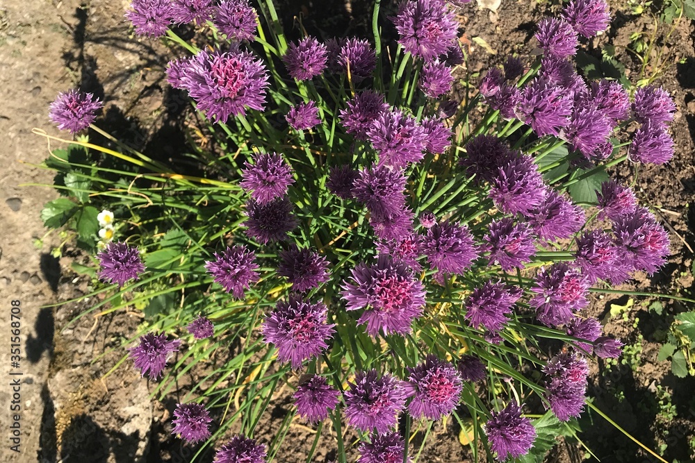 Obraz premium flowers in the garden