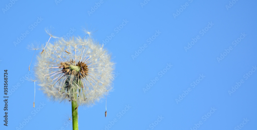 
A fluff flies from a dandelion, which is caught on other fluff
