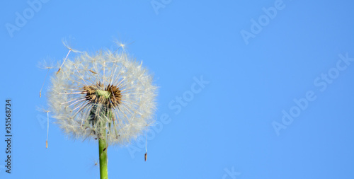  A fluff flies from a dandelion  which is caught on other fluff