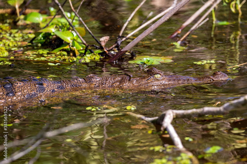 Obraz premium Cocodrilo