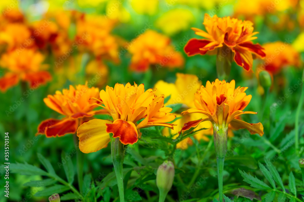 Close-up seedlings of marigold flowers Close-up seedlings of marigold flowers