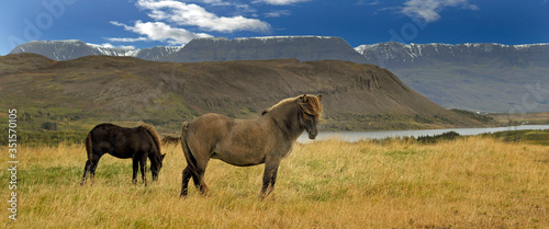 Billede på lærred Icelandic horses