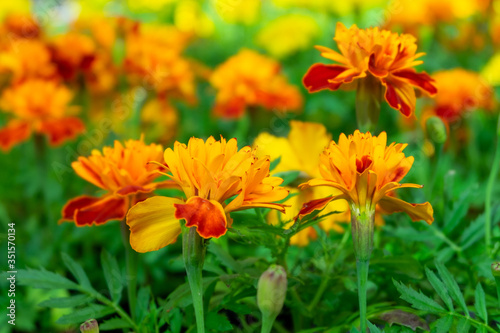 Close-up seedlings of marigold flowers