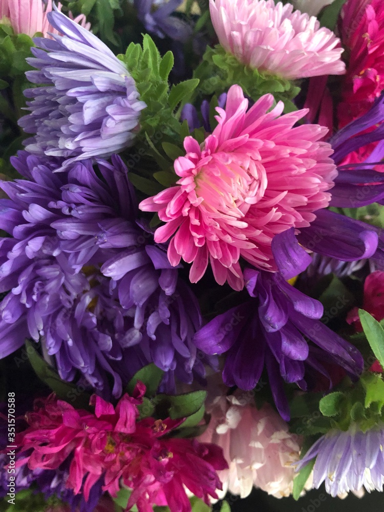 Pink and purple flowers Pink and purple flowers