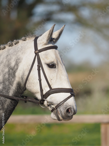 Grey Horse Headshot