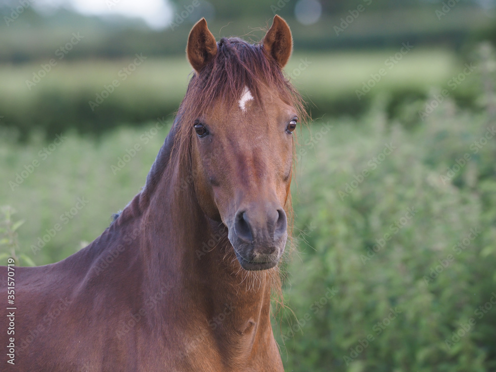Bay Pony Headshot