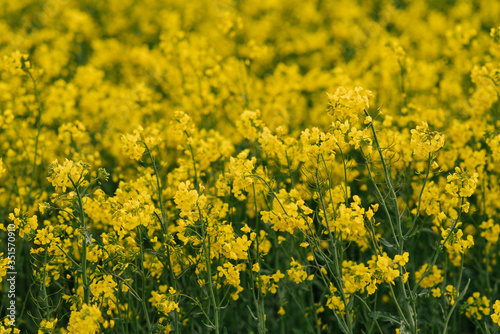 detail of flowering rapeseed field. Rapeseed field.