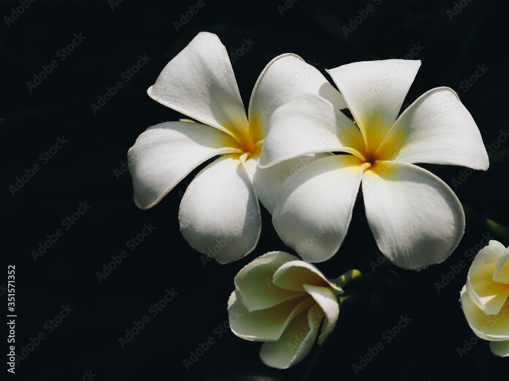 Portrait of blossoming Frangipani flower Portrait of blossoming Frangipani flower
