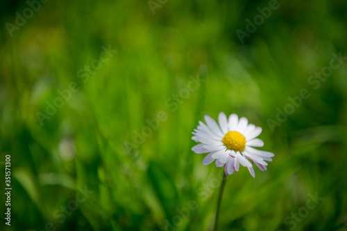 Garden chamomiles. White flower on green grass. Summer floral background. Wild camomile in grass. Gardening and Agriculture