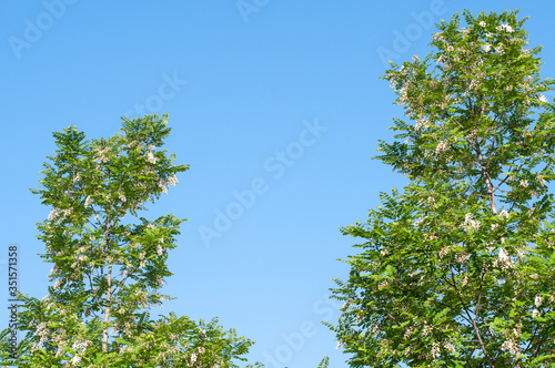 canopies of black locust trees with white flowers