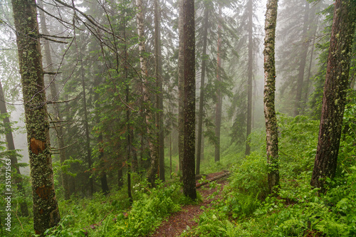 Foggy forest after spring rain