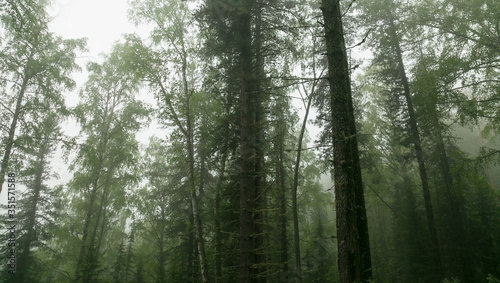 Foggy forest after spring rain