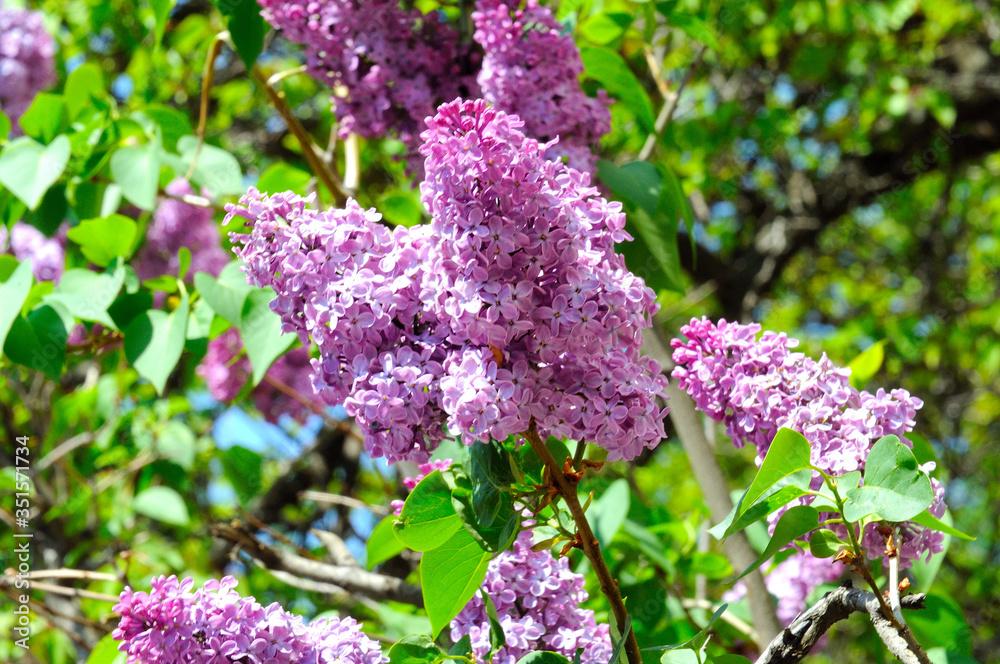 Obraz premium lilac flowers on a spring bush