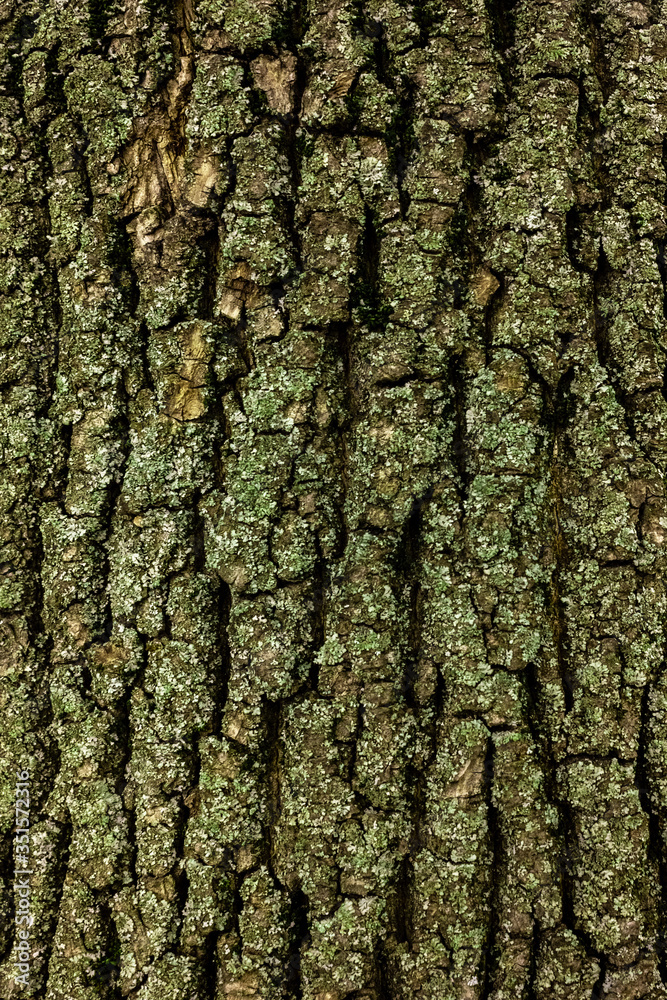 Bark of tree macro. Background closeup of a tree trunk. Bark of tree macro. Background closeup of a tree trunk.