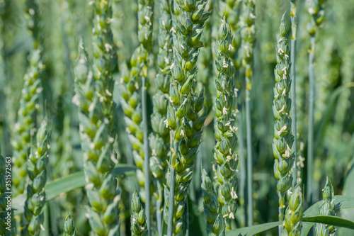 flowering ear of wheat