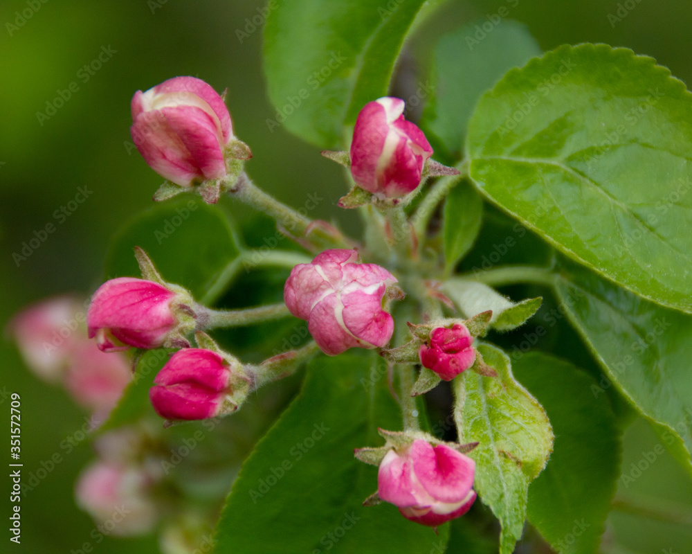 morning blossom of apple tree in spring morning blossom of apple tree in spring