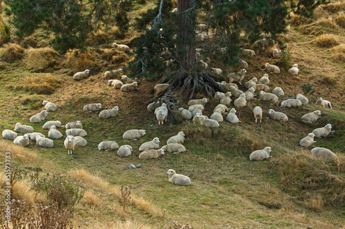 Sheep on a pasture near Rotorua,Bay of Plenty on North Island of New Zealand
