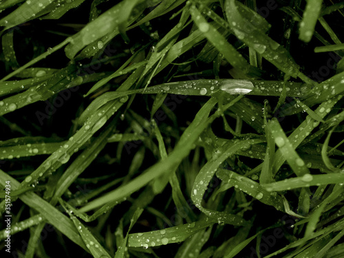 Fresh light green grass wet by drops of recent rain between spring and summer time photo