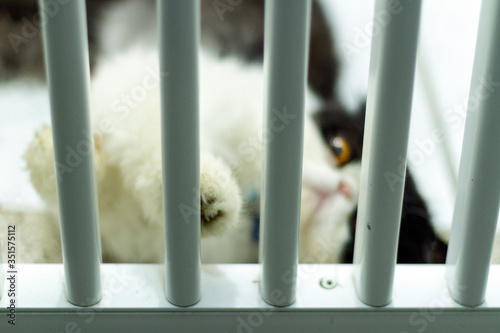 Persian Cat in cage