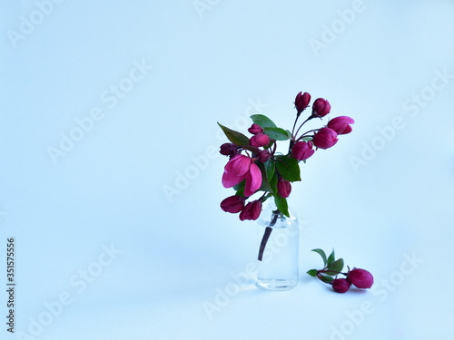 Closeup bouquet of flowers of pink apple treein the small jar of water on the light background photo