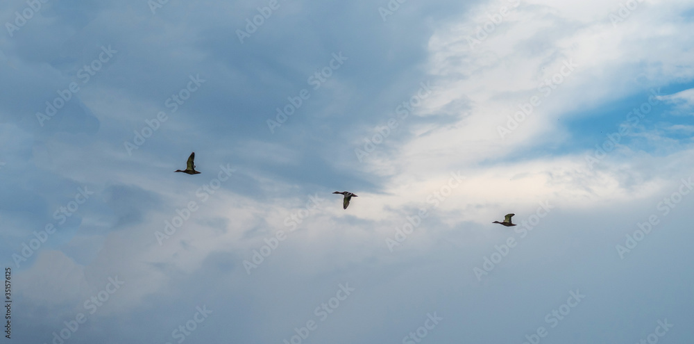 A flock of three ducks flies against the sky with clouds.
